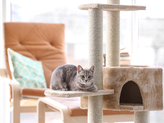 Les 3 accessoires indispensables pour un chat heureux en appartement